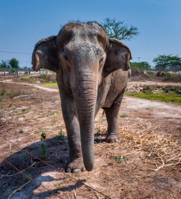 Elephant View Camp Ban Huai Thawai Dış mekan fotoğraf